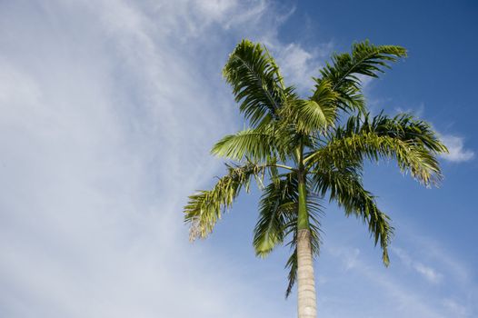 Filipino palm tree against a blue sky with clouds