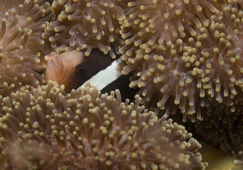 Sebae Clownfish (Amphiprion sebae) hiding in it's Anemone in the South China Sea