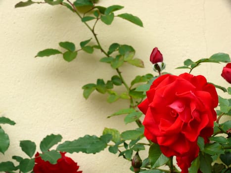 portrait of garden red rose with leaf