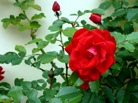 closeup portrait of garden red rose with leaf