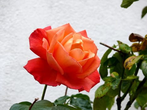 closeup portrait of garden red rose with leaf