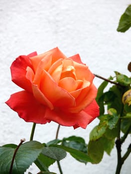 closeup portrait of garden red rose with leaf