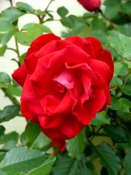 closeup portrait of garden red rose with leaf