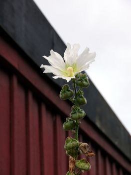 portrait of Alcea rosea (Alcea) against wall and sky