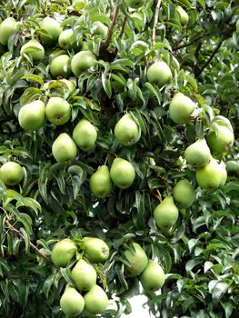 portrait of pear tree with fresh pear fruit