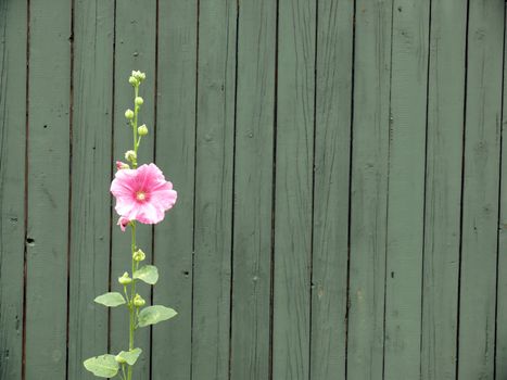 portrait of Alcea rosea (Alcea) against green wall