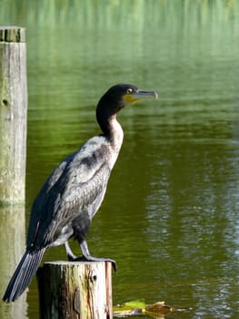 portrait of double-crested cormorant (Phalacrocorax auritus)