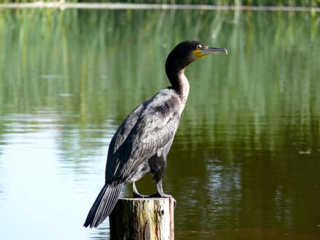 portrait of double-crested cormorant (Phalacrocorax auritus)