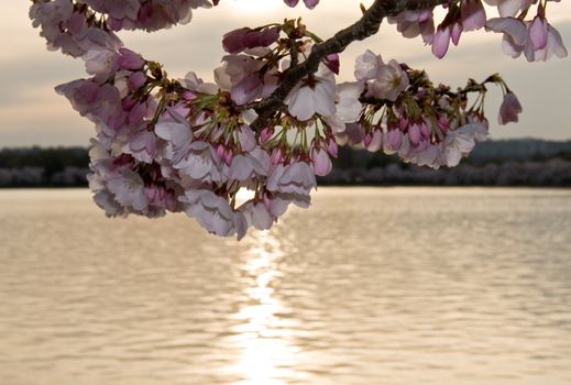 Close up of cherry blossoms with a sunset behind over the water