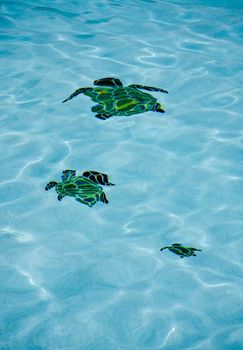 Rippled turtles on the floor of blue swimming pool