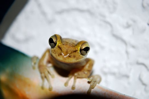 night frog just checking thinks out