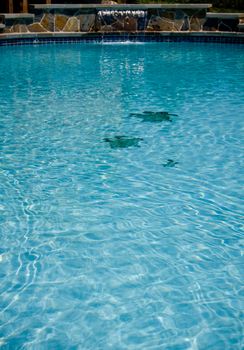 Vertical view of a swimming pool with three turtles on floor of pool