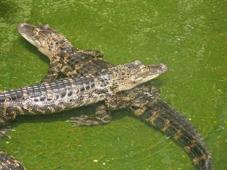 Two Alligators sitting in water in Florida.