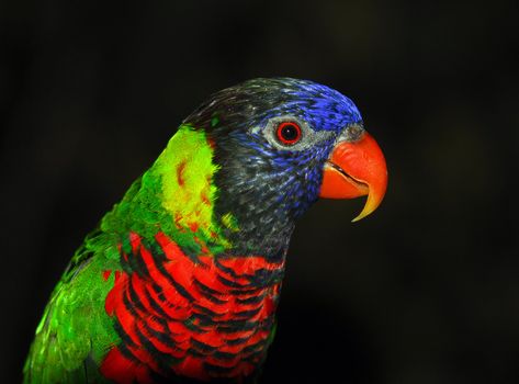 Closeup portrait of a colorful Rainbow Lorikeet