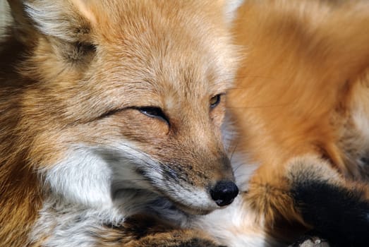 Close-up portrait of a beautiful wild Red Fox