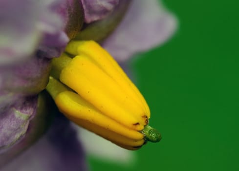 A macro picture of a flower from a potato plant