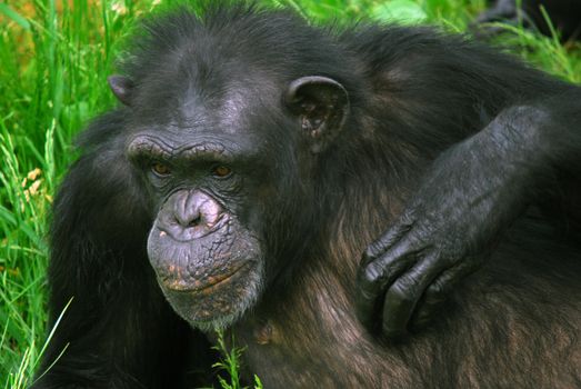 Closeup picture of a Common Chimpanzee at rest