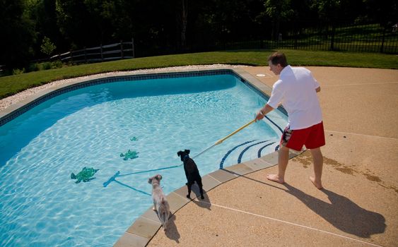 Middle aged man brushing swimming pool closely watched by two small dogs
