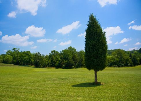 Single evergreen tree in the lawn of a large garden with trees in the distance