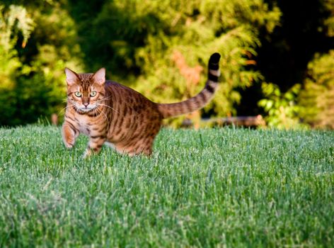 Bengal cat staring at camera as it paces through the grass