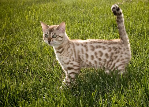 Young Bengal kitten appearing to smile for the camera