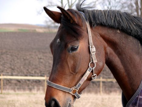 portrait of beatiful horse closeup