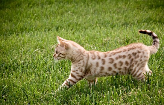 Bengal kitten stalking its prey through the grass
