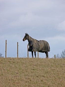 portrait of a beatiful lonely horse on hill