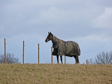 portrait of a beatiful lonely horse on hill