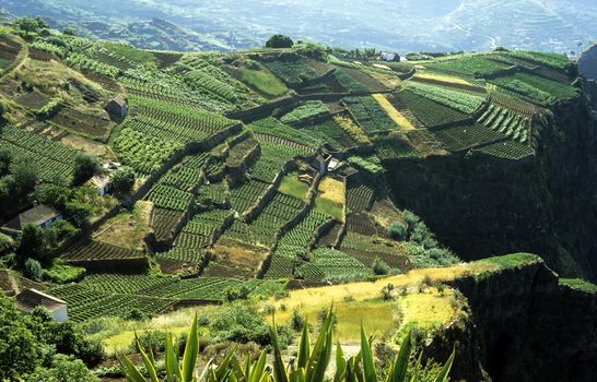 Cultivated terraced fields on the cliff top on the island of Madeira