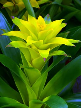 portrait of Guzmania flower background 