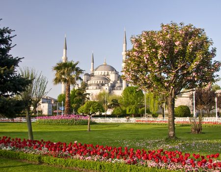 Blue Mosque in Istanbul with red tulips and flowering tree in the foreground