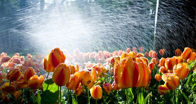Garden of tulips against the light with water spray adding brilliance