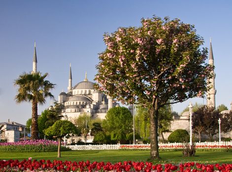 Blue Mosque in Istanbul with tulips in the foreground