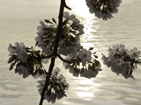 Bunch of cherry blossom flowers with highlighted reflection of sun in tidal basin