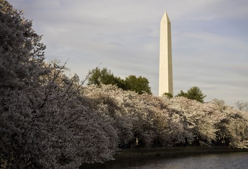 Bank of glorious cherry blossoms underpinning the Washington Monument