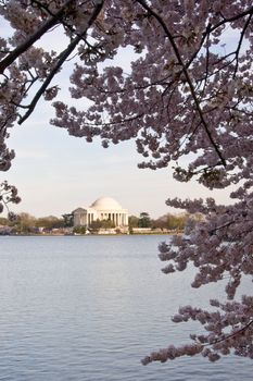 Jefferson Monument reflected in Tidal Basin and framed by cherry blossom trees