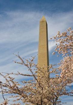 Washington Monument with a layer of cherry blossom flowers at the base