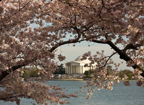 Jefferson Monument framed by cherry blossoms in Washington DC