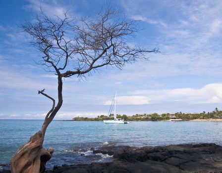 Overview of Hawaiian Bay framed by gnarled tree with boat in the distance
