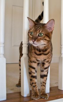 Young Bengal cat looking between white stair rails