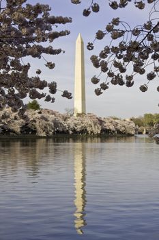 Cherry Blossoms framing the Washington Monument