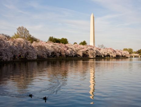 Washington Monument towering over Cherry Blossoms with ducks on the water