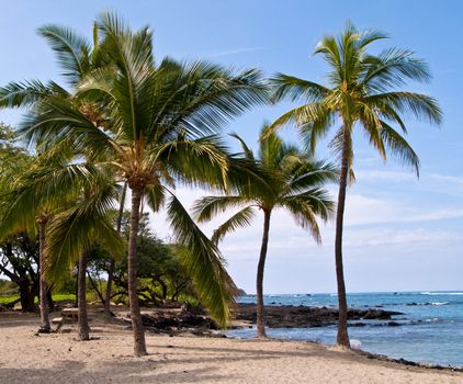 Group of palm trees on Hawaiian sandy beach