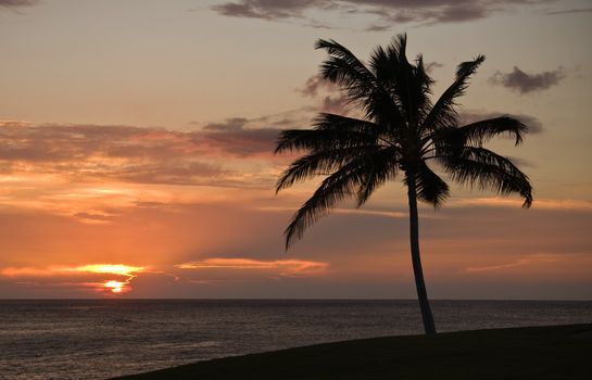 Sunset on Hawaii with a palm tree in the foreground