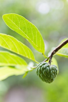 Custard apple growing on tree in nature