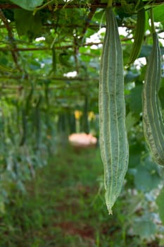 Closeup of Thai zucchini  in the plant