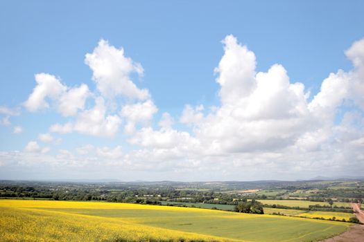 mustard fields in the open irish countryside