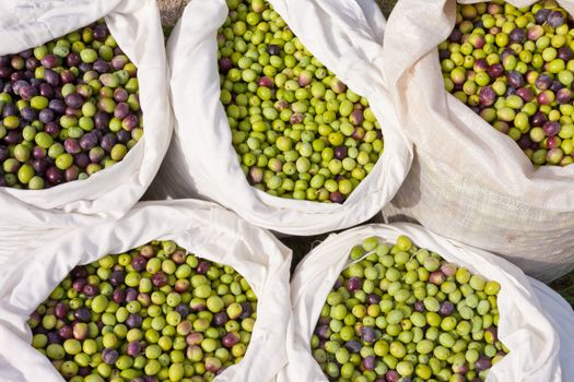 Sacks filled with freshly harvested olives.