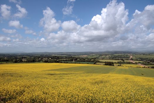 mustard fields in the open irish countryside
